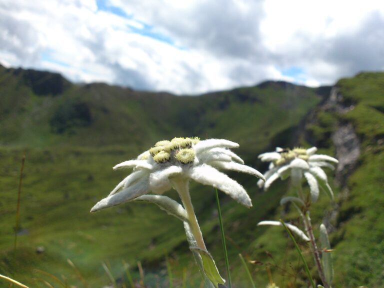 Ein Stern im Hochgebirge