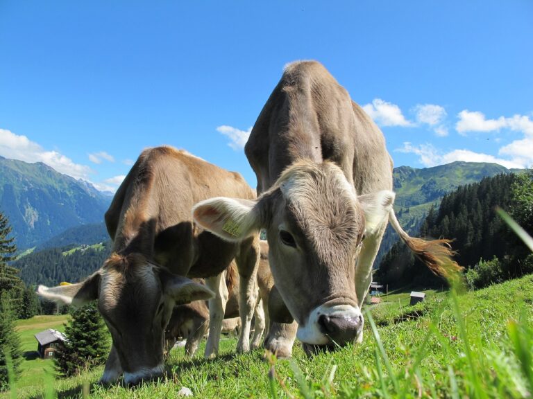 Kuhstallpille für Allergiegeplagte